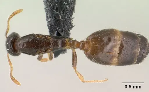 Monomorium termitobium specimen CASENT0143601 image casent0143601_1