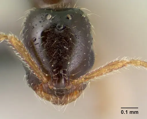 Monomorium termitobium specimen CASENT0143601 image casent0143601_2