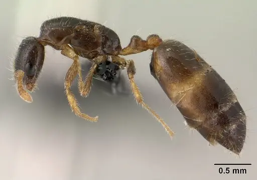 Monomorium termitobium specimen CASENT0143601 image casent0143601_3