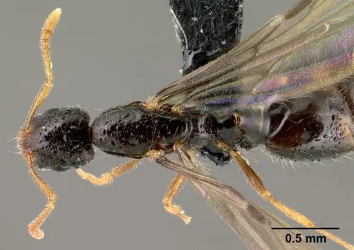 Monomorium termitobium specimen CASENT0143743 image casent0143743_1