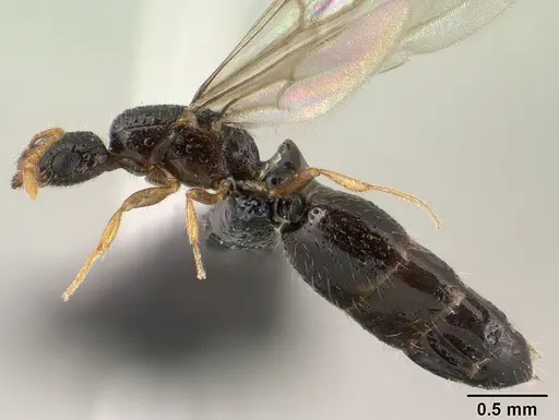 Monomorium termitobium specimen CASENT0143743 image casent0143743_3