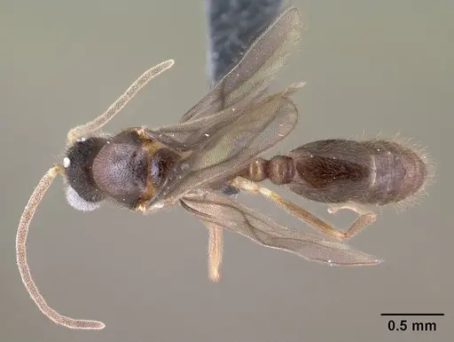Monomorium termitobium specimen CASENT0147606 image casent0147606_1