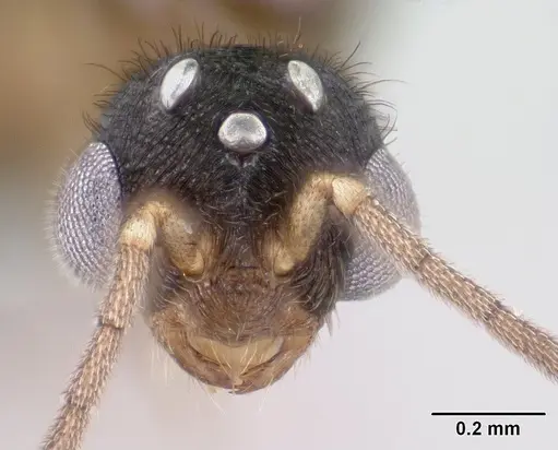 Monomorium termitobium specimen CASENT0147606 image casent0147606_2