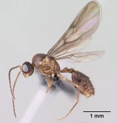 Monomorium termitobium specimen CASENT0147606 image casent0147606_3