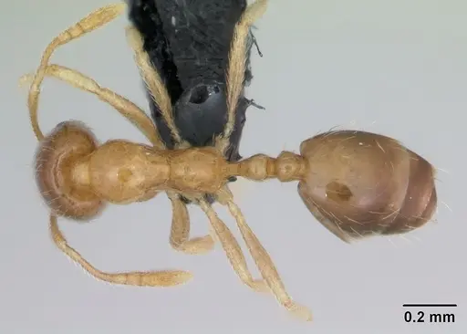 Monomorium termitobium specimen CASENT0173320 image casent0173320_1