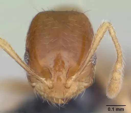 Monomorium termitobium specimen CASENT0173320 image casent0173320_2