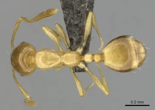 Monomorium termitobium specimen CASENT0256598 image casent0256598_1