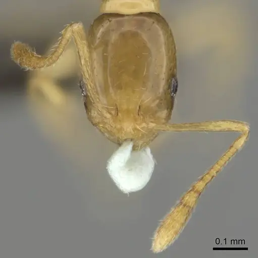 Monomorium termitobium specimen CASENT0256598 image casent0256598_3