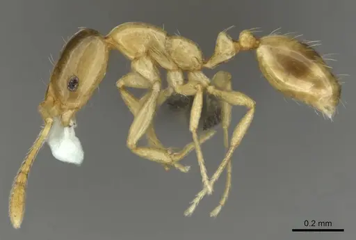 Monomorium termitobium specimen CASENT0256598 image casent0256598_4
