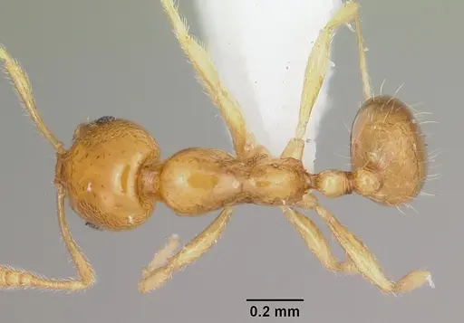Monomorium termitobium specimen CASENT0412167 image casent0412167_1