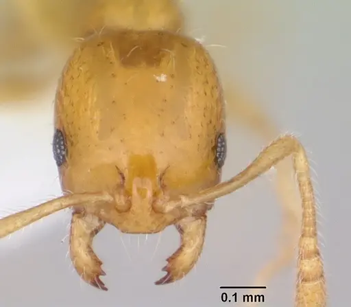 Monomorium termitobium specimen CASENT0412167 image casent0412167_2