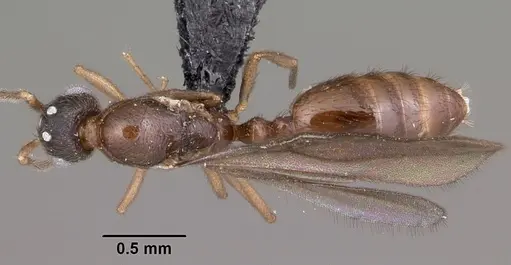 Monomorium termitobium specimen CASENT0460162 image casent0460162_1