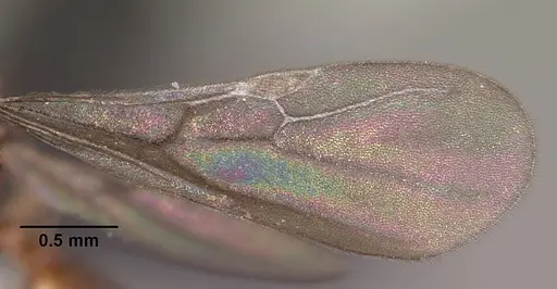 Monomorium termitobium specimen CASENT0460162 image casent0460162_2
