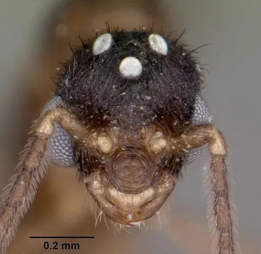 Monomorium termitobium specimen CASENT0460162 image casent0460162_3