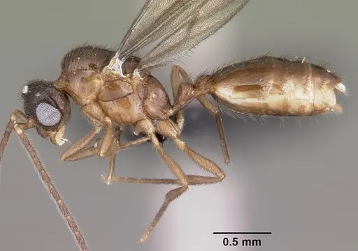 Monomorium termitobium specimen CASENT0460162 image casent0460162_4