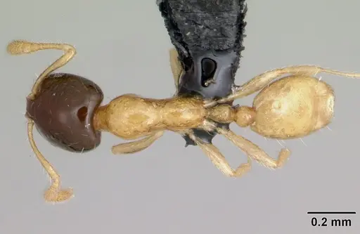 Monomorium termitobium specimen CASENT0470383 image casent0470383_1