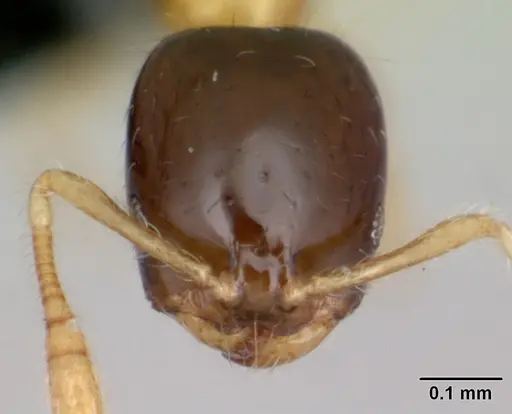 Monomorium termitobium specimen CASENT0470383 image casent0470383_2