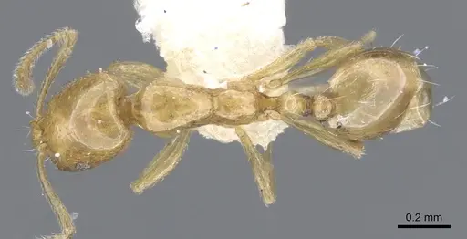 Monomorium termitobium specimen CASENT0902236 image casent0902236_1
