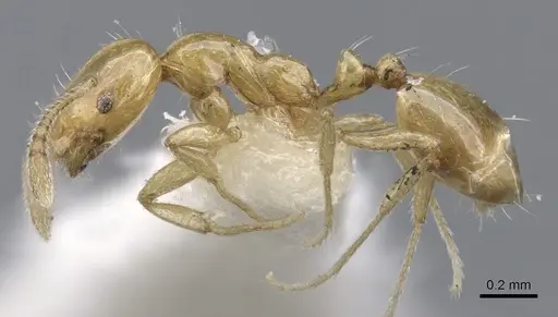 Monomorium termitobium specimen CASENT0902236 image casent0902236_3