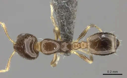 Monomorium torvicte specimen CASENT0235931 image casent0235931_1