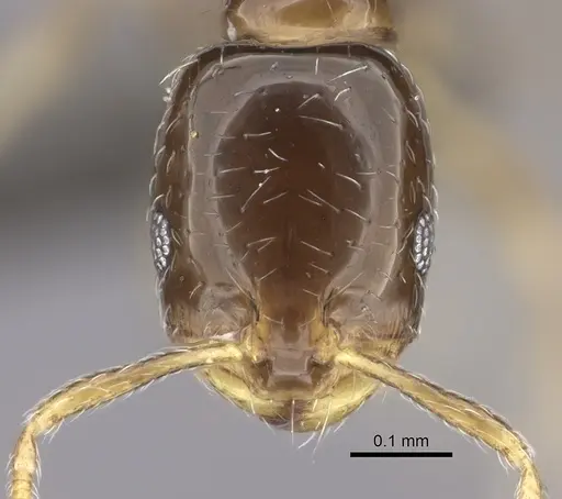 Monomorium torvicte specimen CASENT0235931 image casent0235931_2