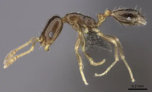 Monomorium torvicte specimen CASENT0235931 image casent0235931_3