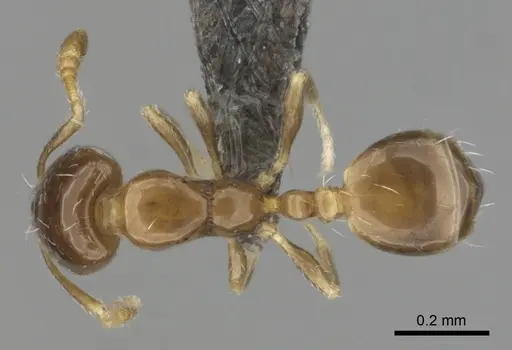 Monomorium torvicte specimen CASENT0253793 image casent0253793_1