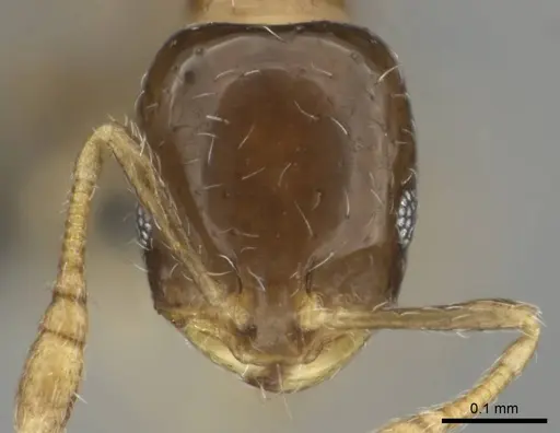 Monomorium torvicte specimen CASENT0253793 image casent0253793_2
