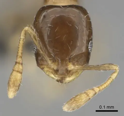 Monomorium torvicte specimen CASENT0253793 image casent0253793_3