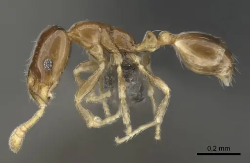 Monomorium torvicte specimen CASENT0253793 image casent0253793_4