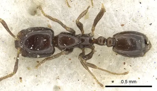 Monomorium torvicte specimen CASENT0902261 image casent0902261_1