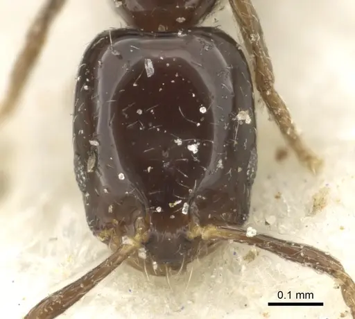 Monomorium torvicte specimen CASENT0902261 image casent0902261_2