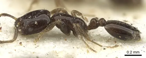 Monomorium torvicte specimen CASENT0902261 image casent0902261_3