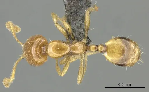 Monomorium trake specimen CASENT0235531 image casent0235531_1