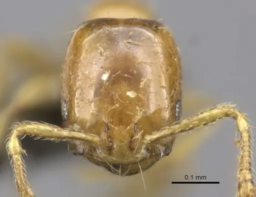 Monomorium trake specimen CASENT0235531 image casent0235531_2