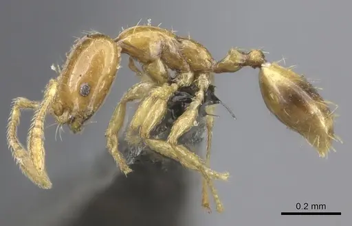 Monomorium trake specimen CASENT0235531 image casent0235531_3