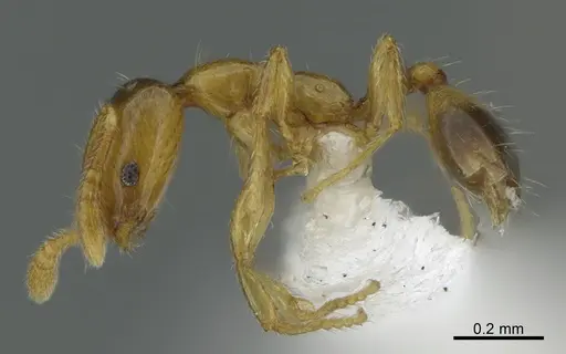 Monomorium trake specimen CASENT0400427 image casent0400427_1