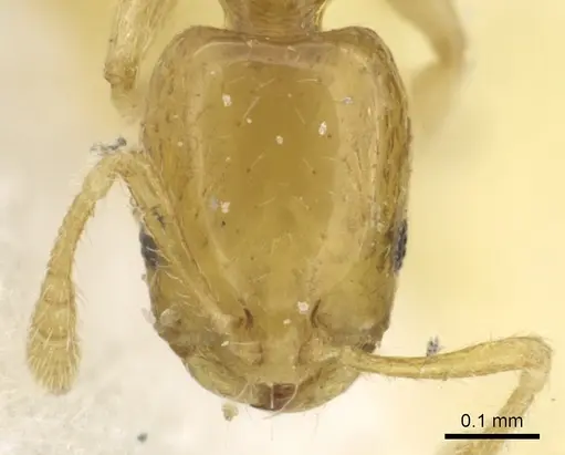 Monomorium trake specimen CASENT0902266 image casent0902266_2