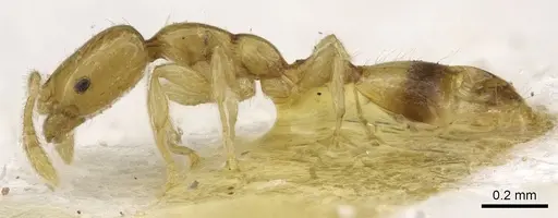 Monomorium trake specimen CASENT0902266 image casent0902266_3