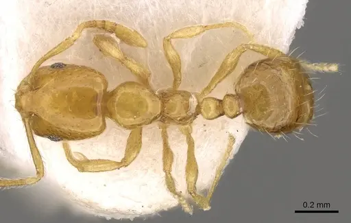 Monomorium triviale specimen CASENT0914396 image casent0914396_1