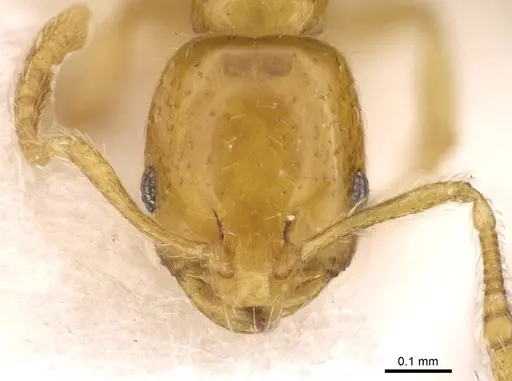 Monomorium triviale specimen CASENT0914396 image casent0914396_2