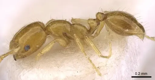 Monomorium triviale specimen CASENT0914396 image casent0914396_3