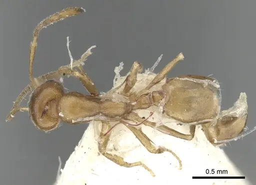 Monomorium tumaire specimen CASENT0249856 image casent0249856_1