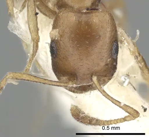 Monomorium tumaire specimen CASENT0249856 image casent0249856_2