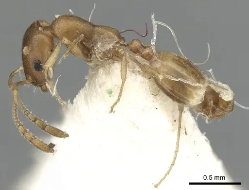 Monomorium tumaire specimen CASENT0249856 image casent0249856_3