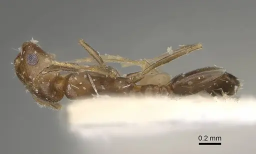 Monomorium tumaire specimen CASENT0922347 image casent0922347_1