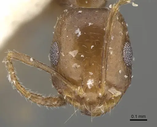Monomorium tumaire specimen CASENT0922347 image casent0922347_2