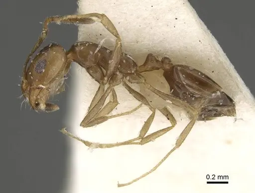 Monomorium tumaire specimen CASENT0922347 image casent0922347_3