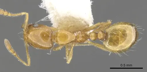 Monomorium tynsorum specimen CASENT0902249 image casent0902249_1