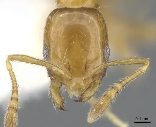 Monomorium tynsorum specimen CASENT0902249 image casent0902249_2